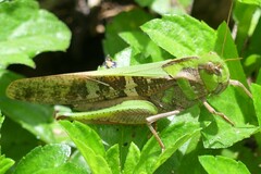 Gastrimargus marmoratus