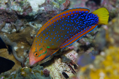 African Clown Wrasse photo 3