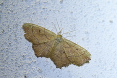 Idaea emarginata