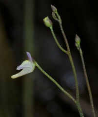 Utricularia viscosa