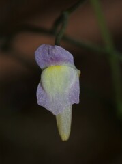 Utricularia viscosa