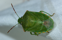 Thyanta custator accerra