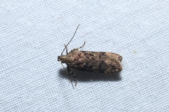 Chionodes formosella