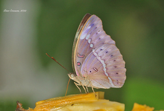 Bassarona teuta