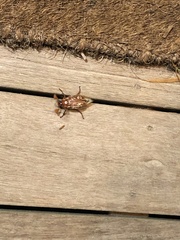 Polyphylla variolosa