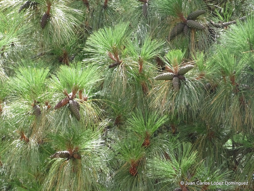 Montezuma pine
