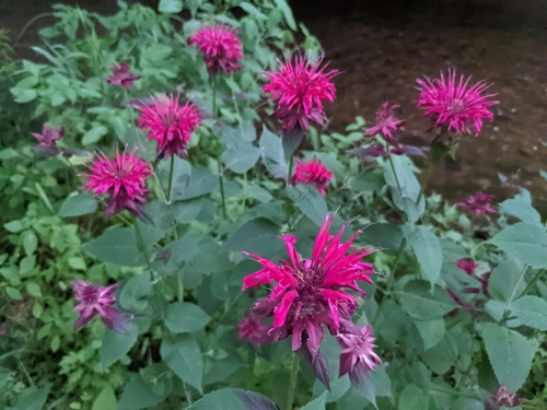 Ein weiteres Foto von Bee Balm