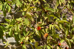 Cnicothamnus lorentzii