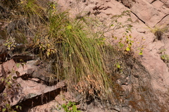 Cortaderia hieronymi