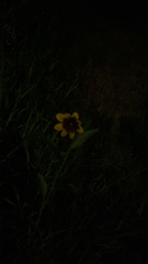 Sanvitalia procumbens