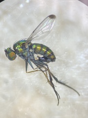 Dolichopus setifer