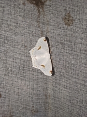 Sericoptera mahometaria