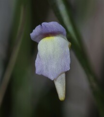Utricularia viscosa