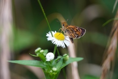 Ampittia virgata