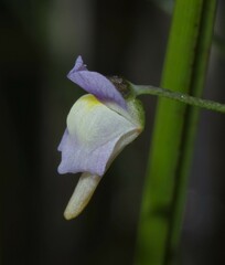 Utricularia viscosa