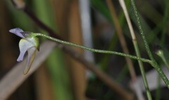 Utricularia viscosa