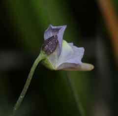 Utricularia viscosa