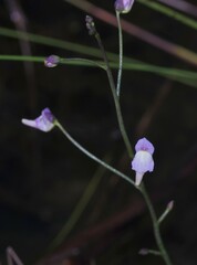 Utricularia viscosa