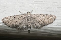 Eupithecia tripunctaria