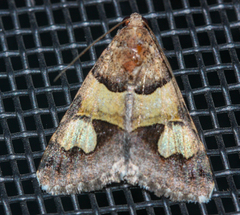 Drasteria pallescens