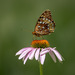 Great Spangled Fritillary - Photo (c) nancylightfoot, some rights reserved (CC BY-NC), uploaded by nancylightfoot