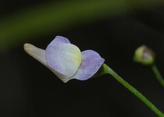 Utricularia viscosa