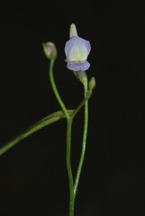 Utricularia viscosa