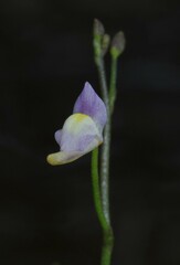 Utricularia viscosa