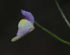 Utricularia viscosa