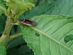 Pseudomops interceptus