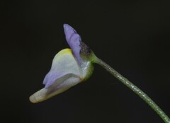 Utricularia viscosa