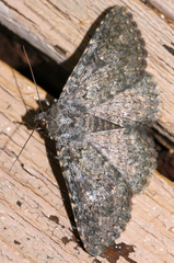 Ophiusini