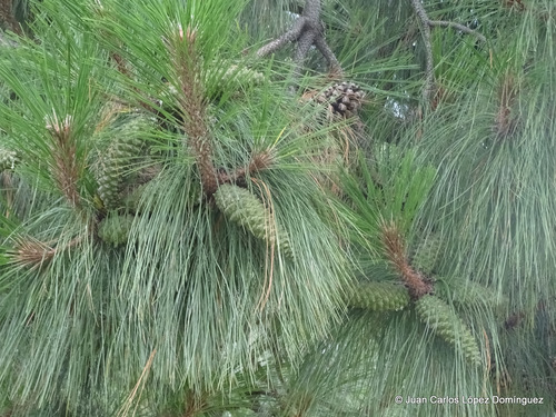 Montezuma pine