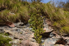 Cnicothamnus lorentzii