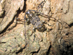 Mesosa longipennis