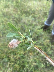 Salix pedicellaris