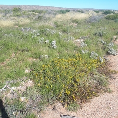 Acacia gregorii