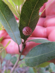 Andricus coquilletti