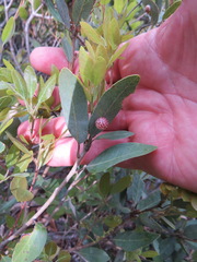 Andricus coquilletti