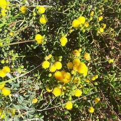 Acacia gregorii