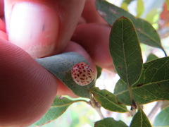 Andricus coquilletti