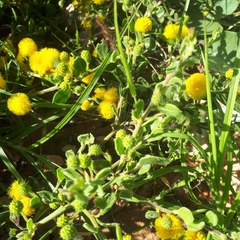 Acacia gregorii
