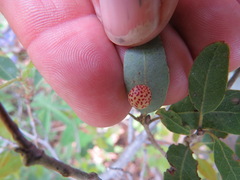 Andricus coquilletti