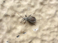 Hygia opaca