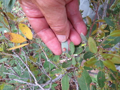 Andricus coquilletti