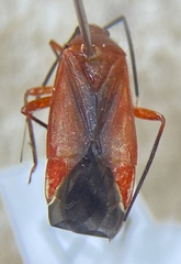 Coccobaphes frontifer