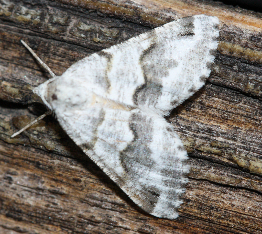 Macaria pallipennata