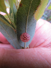 Andricus coquilletti