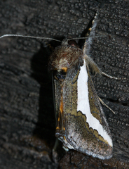 Euscirrhopterus