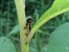 Rhodobaenus cinctus